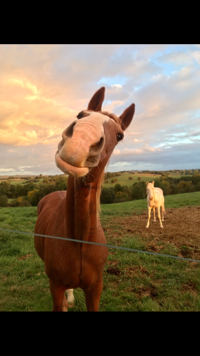 Un cheval de l'écurie Coud'Horse au pré, au coucher du soleil