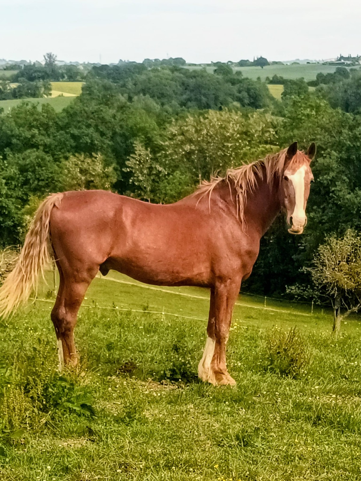 Un cheval de l'écurie Coud'Horse au pré